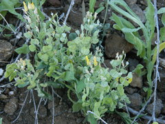 Physaria oregona