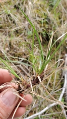 Carex deflexa boottii