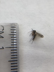 Mycetophilidae