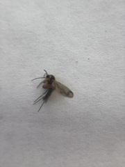 Mycetophilidae
