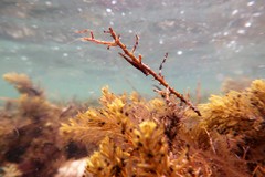 Parvicrepis parvipinnis