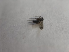Mycetophilidae