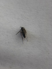Mycetophilidae