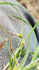 Carex deflexa boottii