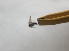 Mycetophilidae