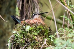 Anthracothorax dominicus