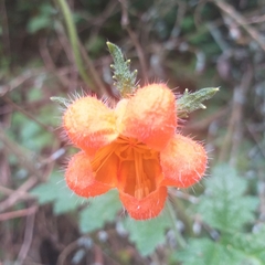 Caiophora contorta