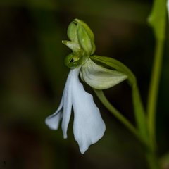 Habenaria longicorniculata