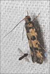 Hemiarcha thermochroa