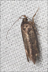 Macrobathra nephelomorpha