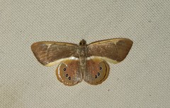 Opisthoxia