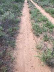 Gopherus berlandieri