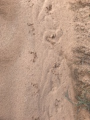 Gopherus berlandieri