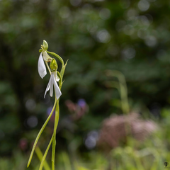Habenaria longicorniculata