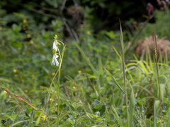 Habenaria longicorniculata