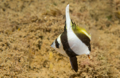 Heniochus diphreutes