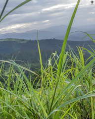 Habenaria longicorniculata