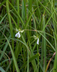 Habenaria longicorniculata