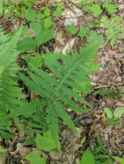 Phegopteris excelsior