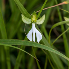 Habenaria longicorniculata