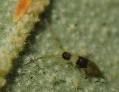 Paronellides tasmaniae