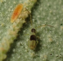 Paronellides tasmaniae