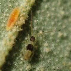 Paronellides tasmaniae