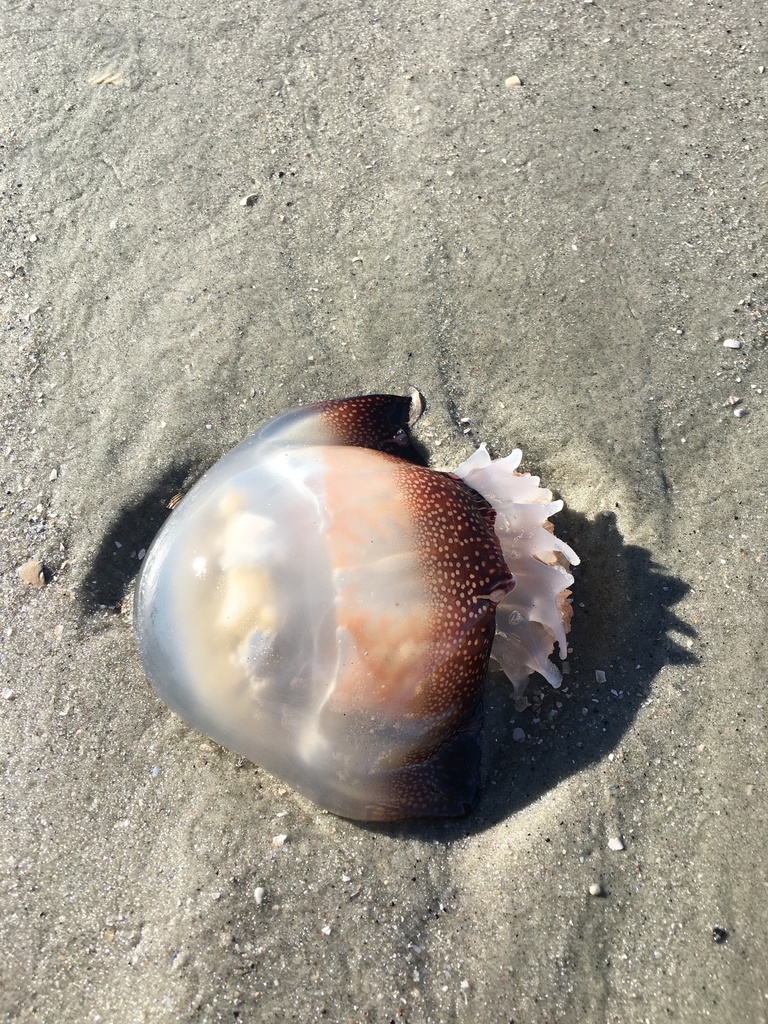 Cannonball Jelly (Jellyfish of the Cape Fear Region, NC) · iNaturalist