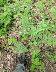 Phegopteris excelsior