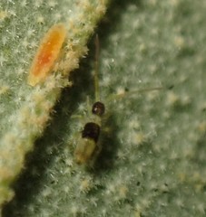 Paronellides tasmaniae