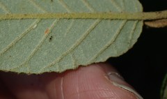 Paronellides tasmaniae