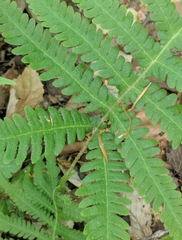 Phegopteris excelsior