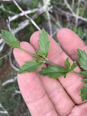 Mentzelia oligosperma