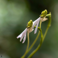 Habenaria longicorniculata