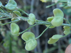 Physaria oregona