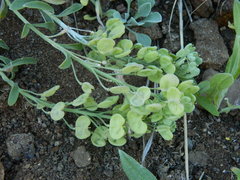 Physaria oregona