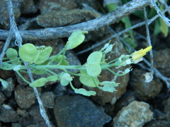 Physaria oregona