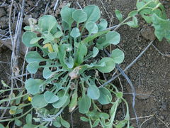 Physaria oregona