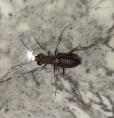 Jansenia semisetigerosa