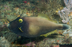 Eubalichthys bucephalus