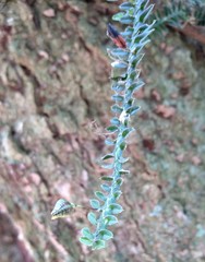 Dichaea neglecta