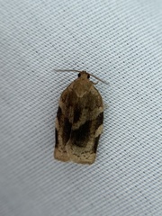 Choristoneura fractivittana