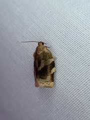 Choristoneura fractivittana