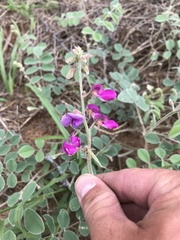 Tephrosia lindheimeri