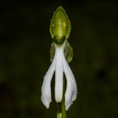 Habenaria longicorniculata