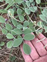 Tephrosia lindheimeri