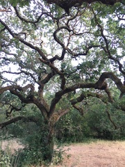 Quercus