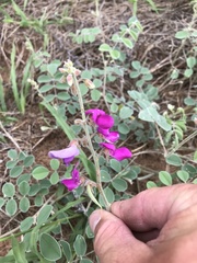 Tephrosia lindheimeri