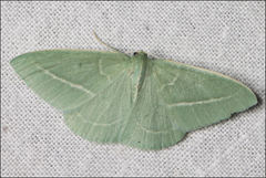 Chlorocoma stereota