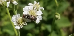 Acmaeodera haemorrhoa